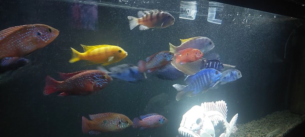 Продам аквариумных рыб