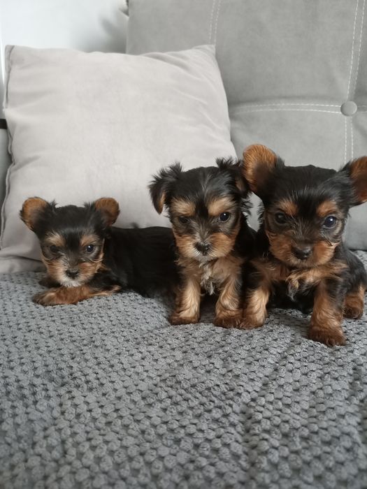 Йоркширский терьер