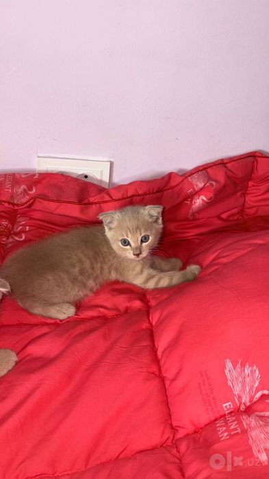 Породыстые котята /zotdor mushukchalar