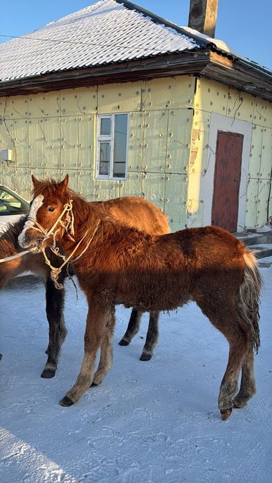 Жабагылар сатамын