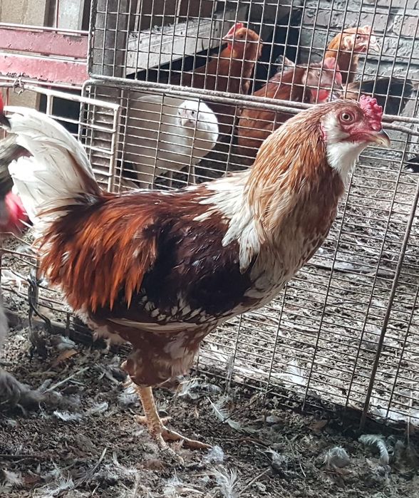 Продам молодых петухов.