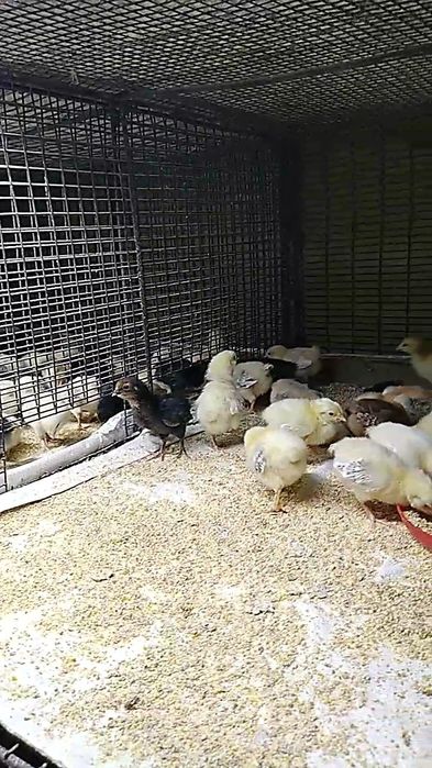 Цыплята суточные домашние