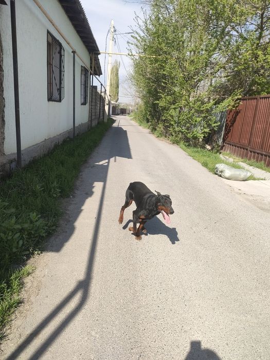 Доберман собака собака