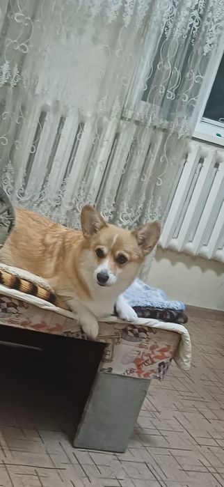 Милые вельш корги