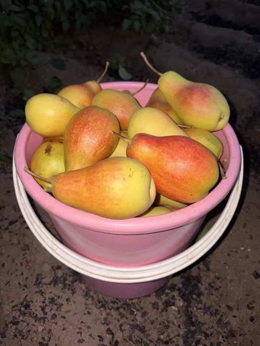 Продам сладкие груши !