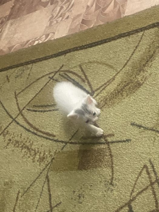 Котенок девочка в добрые рукм