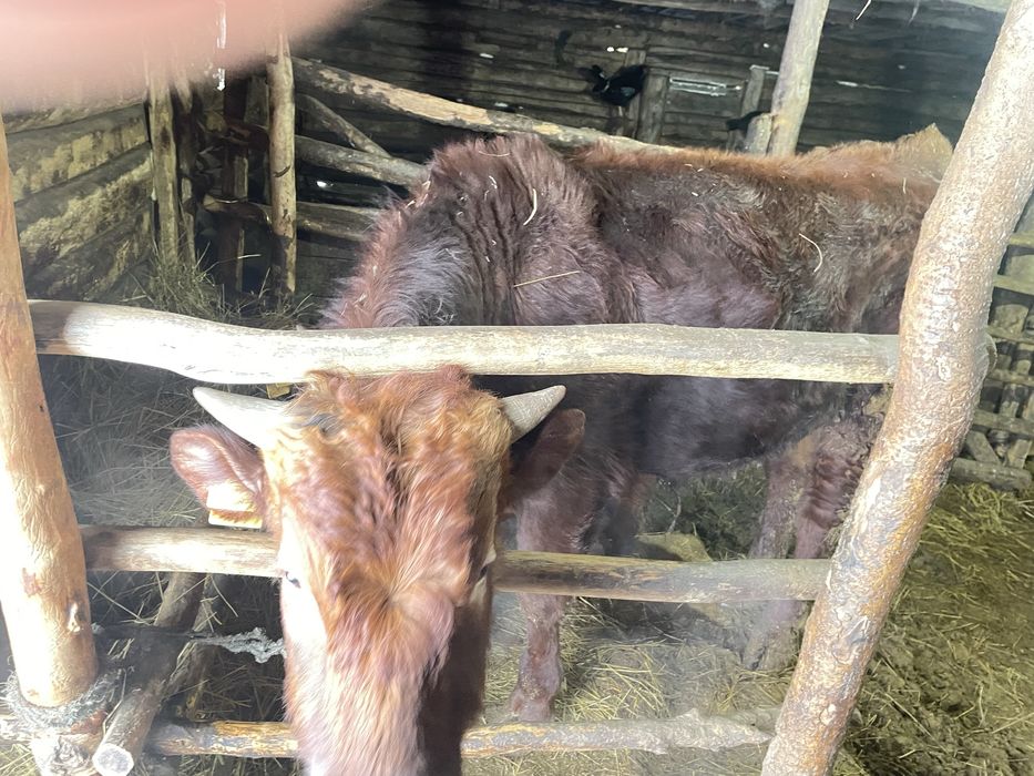 Быки  1год 2бык 1 телка