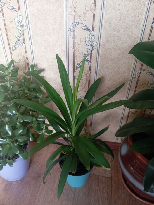 Финиковая пальма.