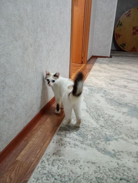 Отдам котенка...