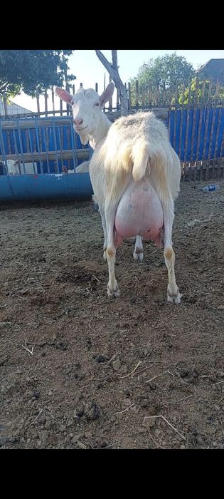 Заненский ешкі сатылады