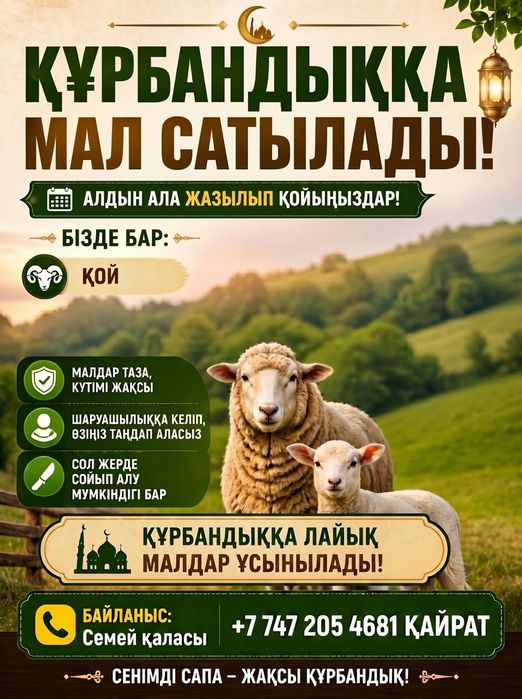 Қойлар сатылады Құрбадыққа