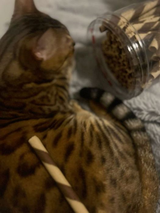 Продам бенгальского кота