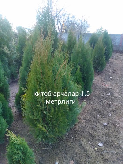 Арча китоб можовелник сасна туя