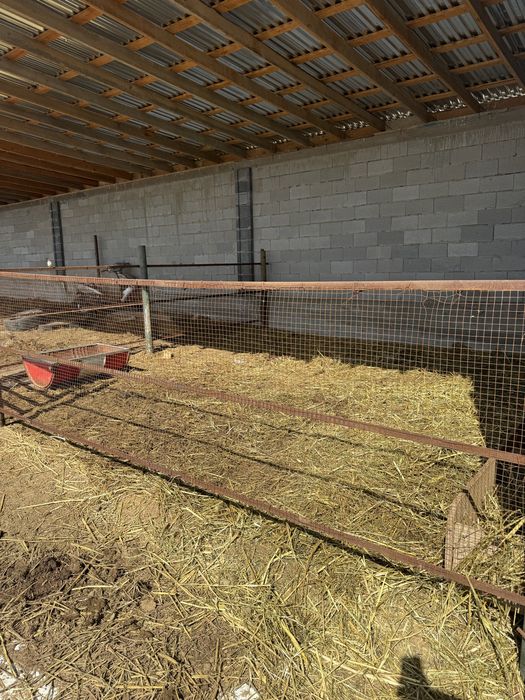 Фазенда ірі қара жылқы малымен