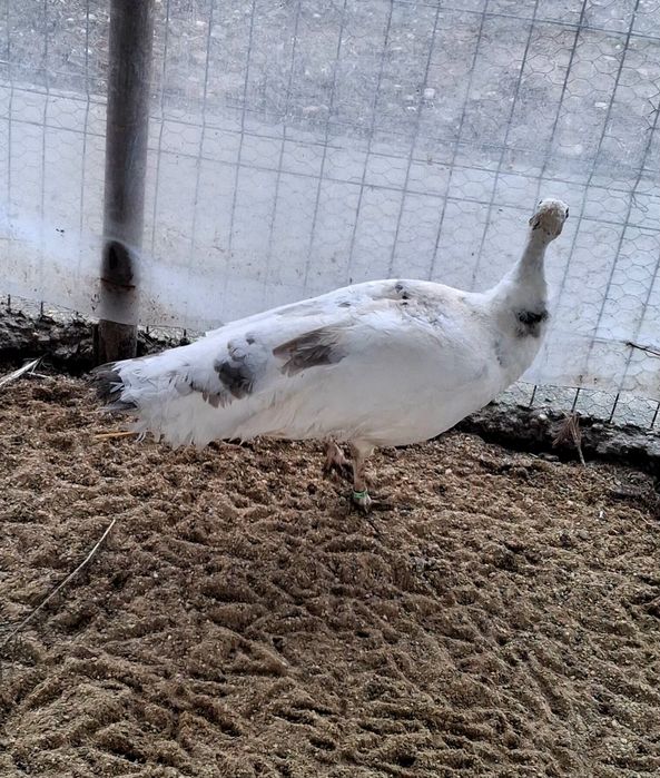 Femela matură de paun Silver Pied-Dark  !