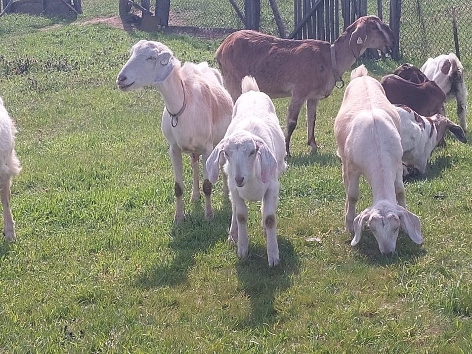 Vând ieduțe metis anglo nubian