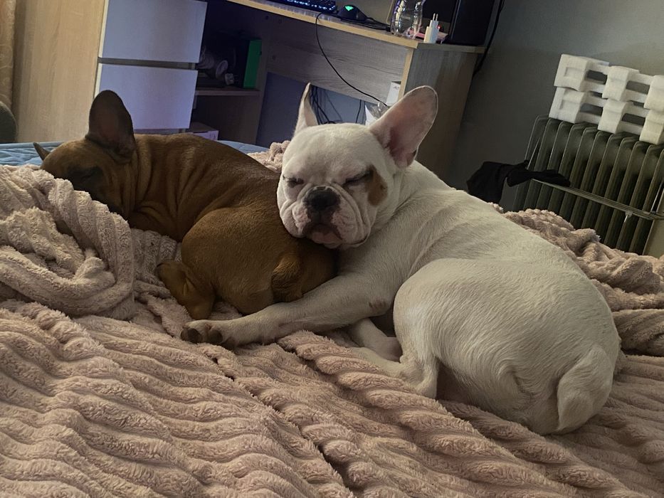 Французский Бульдог