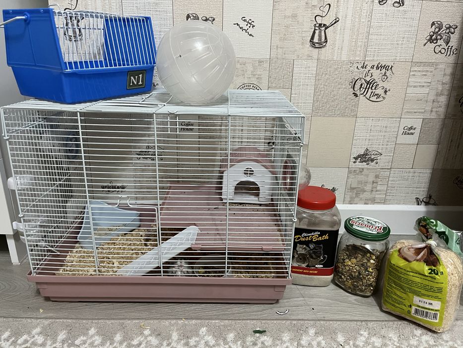 Продам хомяка с полным комплектом.