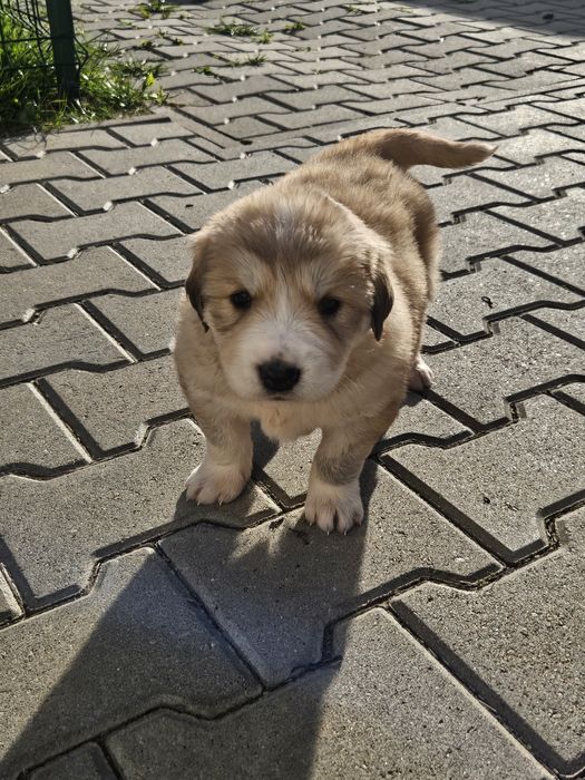 Adoptie com.Halchiu-Brasov
