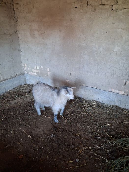 Лақ еркек сатылады