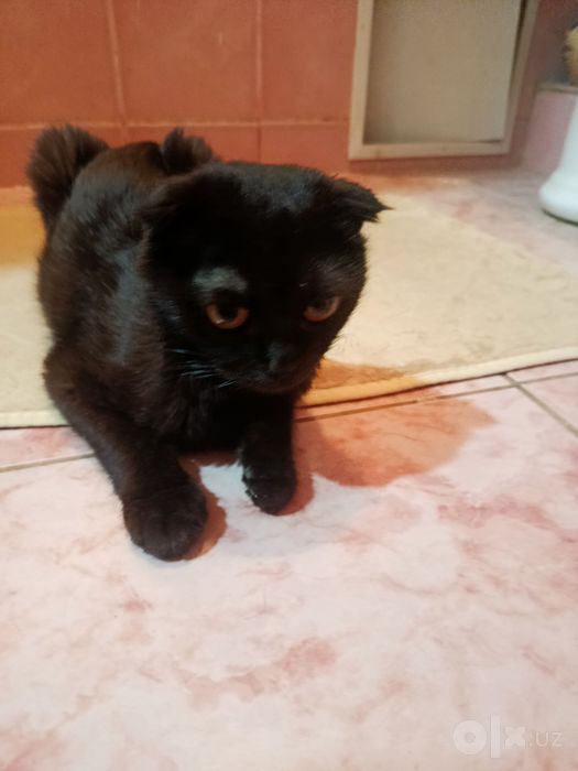 Черная кошка scottish fold