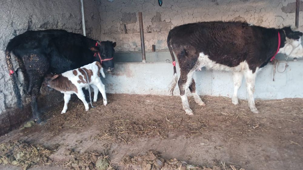 Бұзаулы сиыр сатылады туркестан