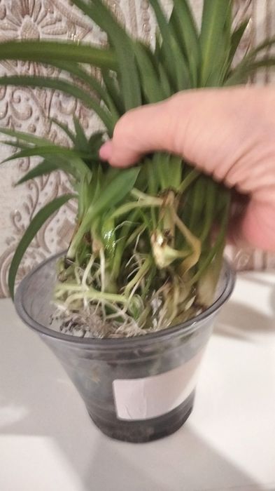 Укоренённые отростки хлорофитума