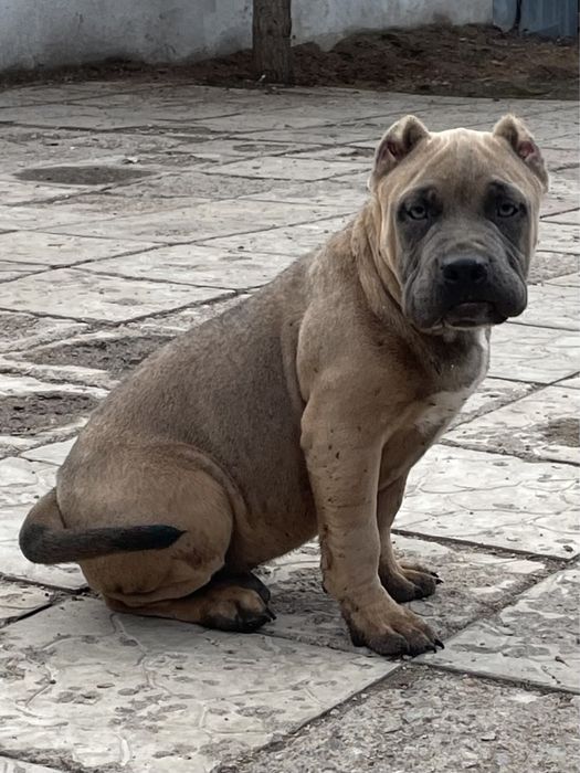 Щенки американский булли