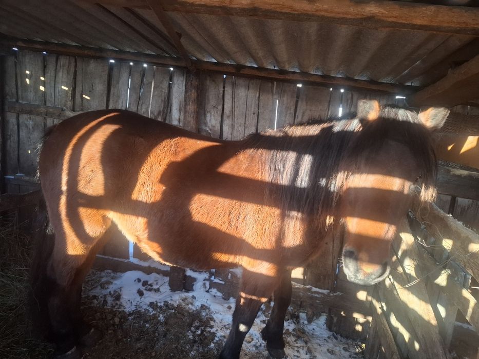 Продам лошадей 500