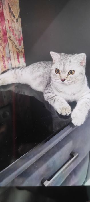 Biritanskiy shinshilla