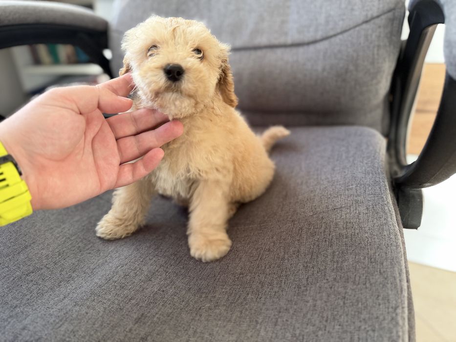 Мини пудели актулано от 13.1.2026