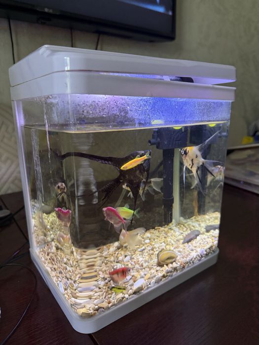 Срочно‼️ Аквариум 3/1 с рыбками