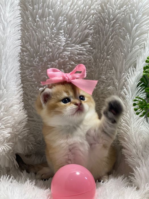 Британские золотые шиншиллы