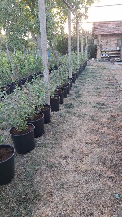 100броя боровинки ,отгледани 6годишни.Ежегодно даващи плод