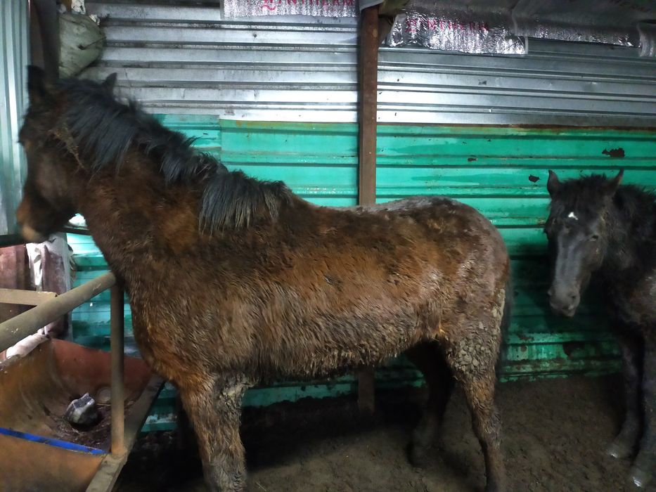 Жылқы, лошади, откорм, соғым