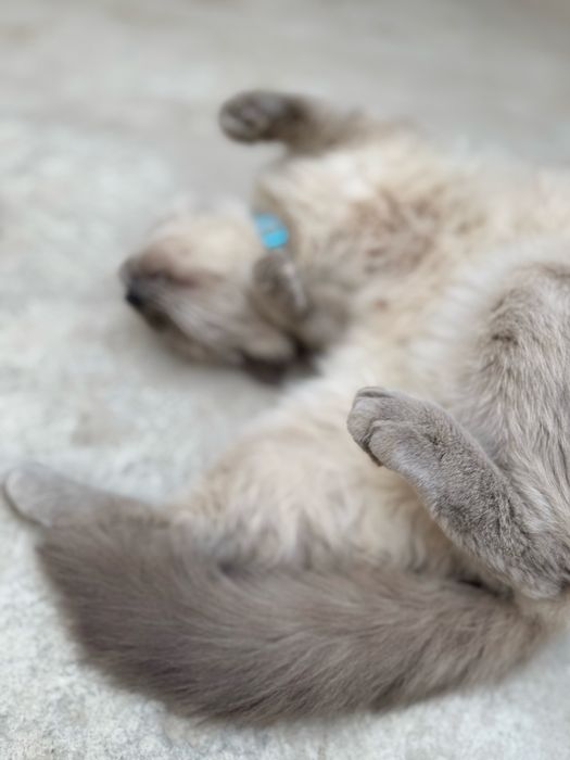 Кот в хорошие руки