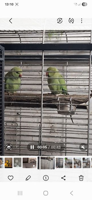 Papagal pui de  micul alexander  am si colivie