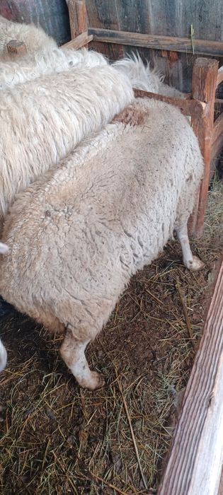 2 oi bătrâne  de vânzare