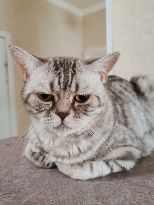 Отдам кошку даром Шотландия
