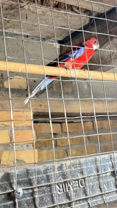 Жако Александр  попугай  оладиганлар  телефон килсин