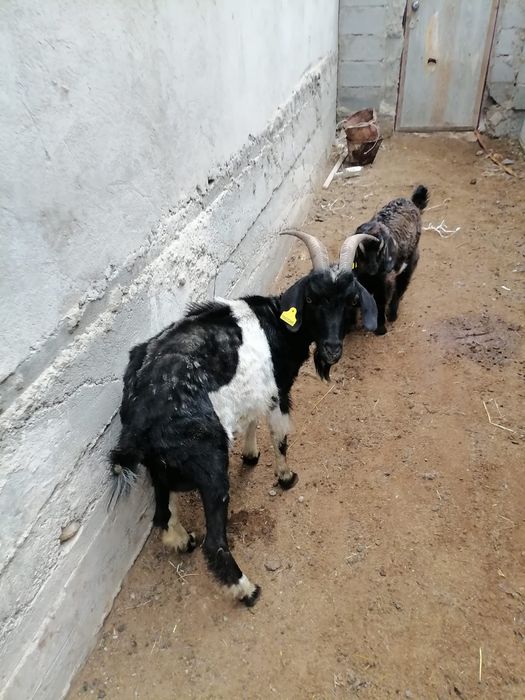 Лакты ешкимер серке теке