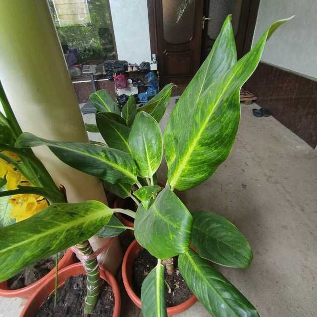 Пышный цветущий цветок - Аглаонема