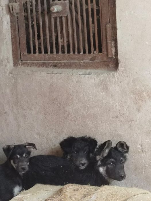 Щенята ищут мам и пап