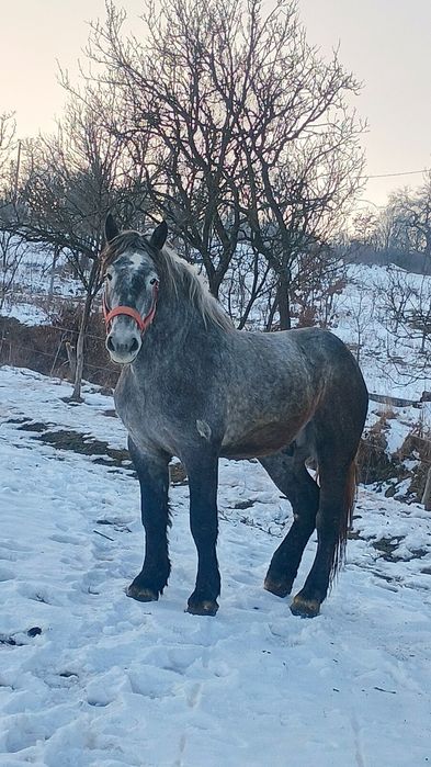 Vând mânz percheron 2 ani jumate