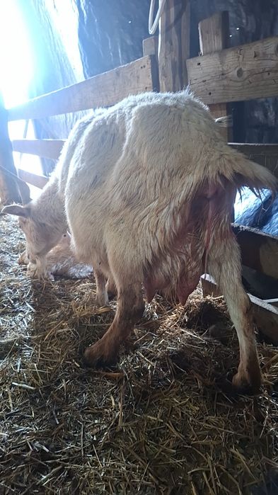 Capră sannen cu iezi (junică)