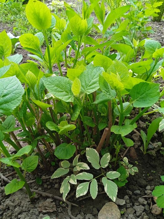 Продам кусты гортензи белой