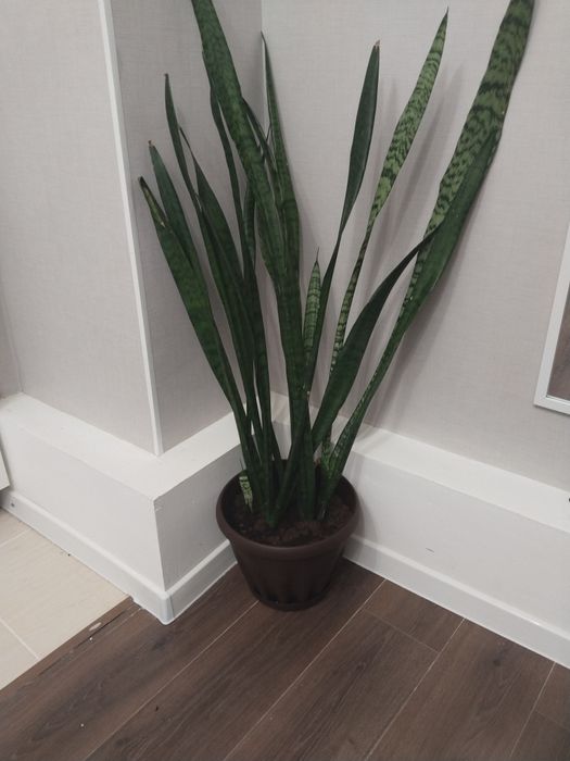 Цветы для офиса и комнатные