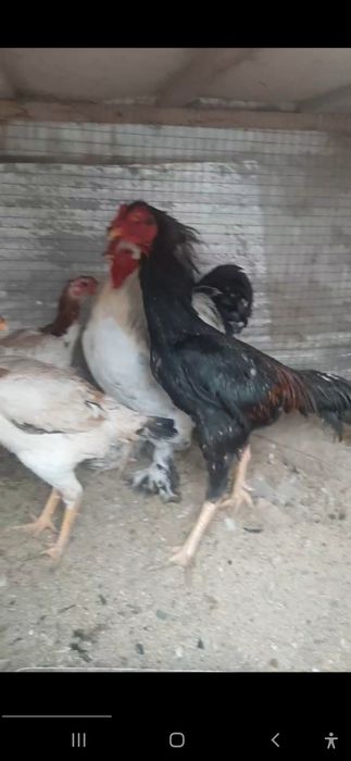 Kulangi huroz sotiladi