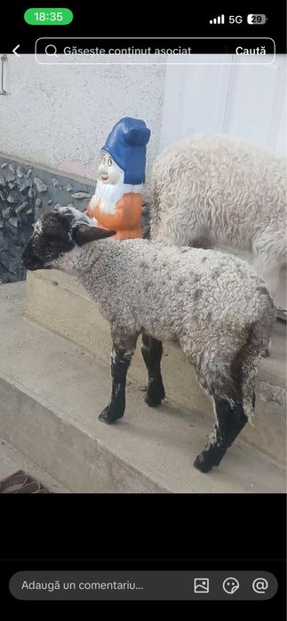 Vând   meii 3  luni mamanc  singurii