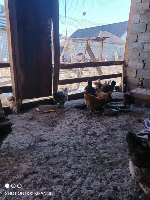 Домашние куры продам